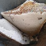 প্রাকৃতিক চাকের মধু