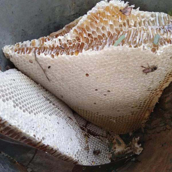 প্রাকৃতিক চাকের মধু